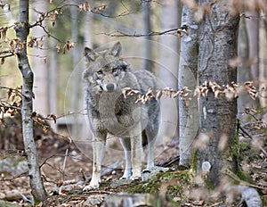 Timber Wolf (Canis lupus)