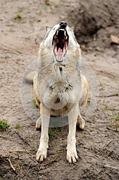 Timber Wolf (Canis lupus)