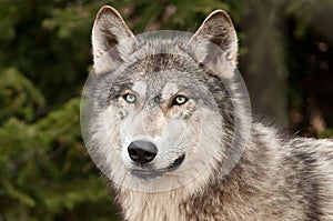 Timber Wolf (Canis Lupus) Against Green