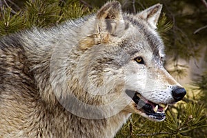 Timber Wolf (Canis lupus) - Horizontal