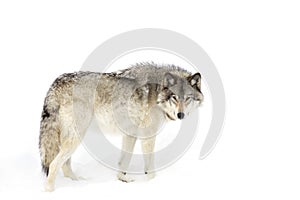 A Timber wolf Canis lupus isolated on white background standing in the winter snow in Canada