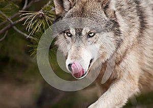 Timber Wolf (Canis Lupus) Licks Chops