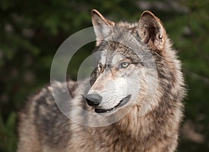Timber Wolf (Canis lupus) Looks Left