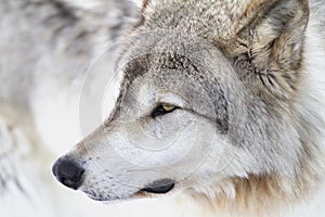 A Timber Wolf Canis lupus portrait closeup in winter snow