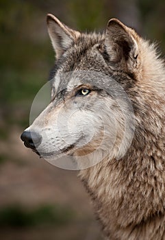 Timber Wolf (Canis lupus) Profile