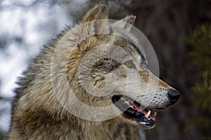 Timber Wolf (Canis lupus) Profile