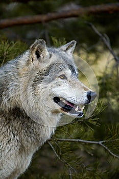 Timber Wolf (Canis lupus) - Profile - Tree Background