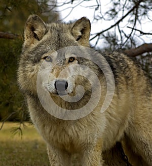 Timber Wolf (Canis lupus) - Square