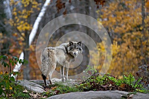 Timber Wolf (Canis lupus) standing on a rocky cliff in autumn in Canada