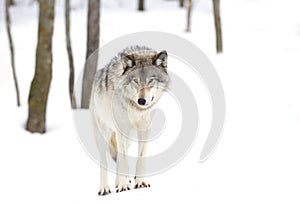 A lone Timber wolf or grey wolf (Canis lupus) isolated against a white background walking in the winter snow in Canada