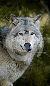 Timber Wolf (Canis lupus) Stare