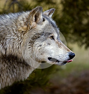 Timber Wolf (Canis lupus) Sticking Tongue Out