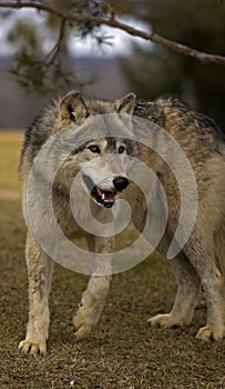 Timber Wolf (Canis lupus) Under Tree Branch