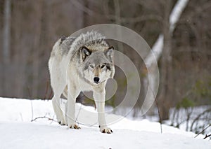 A Timber wolf Canis lupus walking in the winter snow