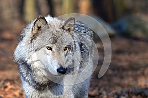 Timber Wolf Canis Lupus in the wild.