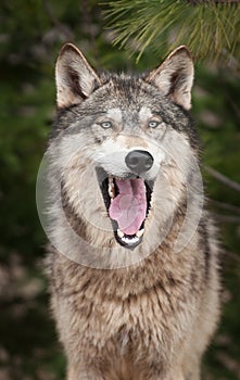 Timber Wolf (Canis Lupus) Yawns