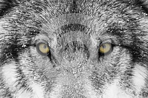 A Timber Wolf Canis lupus with yellow eyes closeup in winter snow