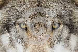 A Timber Wolf Canis lupus with yellow eyes closeup in winter snow