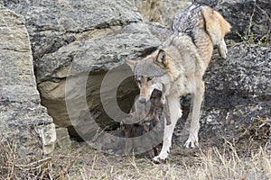 Timber wolf carrying pup in her mouth