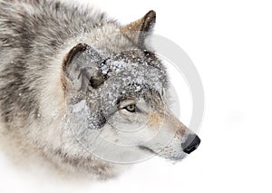 A lone Timber wolf or Grey Wolf (Canis lupus) isolated on white background walking in the winter snow in Canada