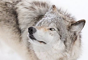 A lone Timber wolf or Grey Wolf (Canis lupus) isolated on white background walking in the winter snow in Canada