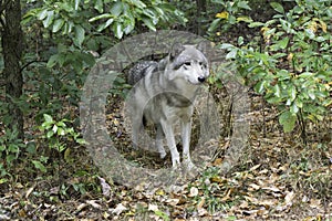 Timber wolf coming out of woods