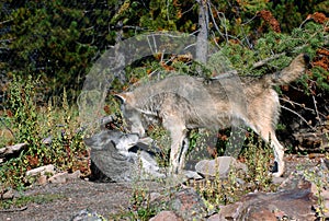 Timber Wolf Confrontation - Wide