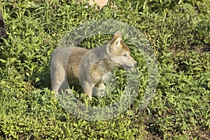 Timber wolf cub portrait