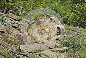 Timber wolf and cubs