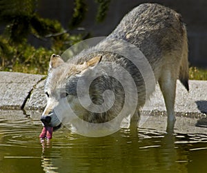 Timber Wolf Drinking