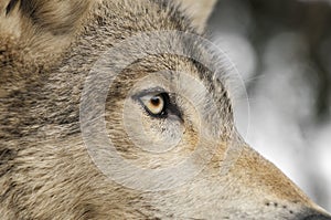 Timber Wolf Eye