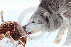 Timber wolf feeding on carcass