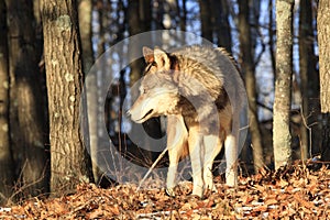 Timber wolf in golden sunlight