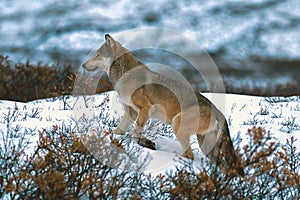 Timber wolf or gray wolf