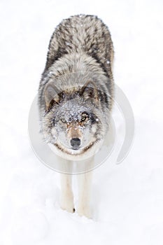Timber wolf or grey wolf (Canis lupus) isolated against a white background walking in the winter snow in Canada