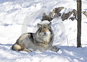 Timber Wolf or Grey Wolf Canis lupus isolated on white background sitting in the snow in winter in Canada