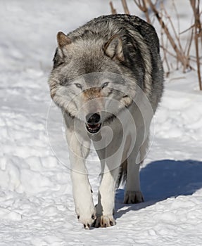 Timber wolf or Grey Wolf Canis lupus isolated on white background standing in the winter snow in Canada