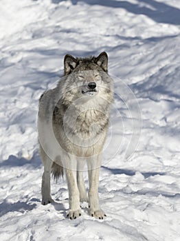 Timber Wolf or Grey Wolf Canis lupus isolated on white background walking in the winter snow in Canada