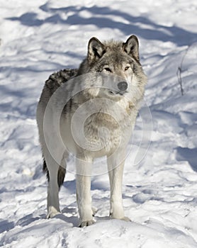 Timber Wolf or Grey Wolf Canis lupus isolated on white background walking in the winter snow in Canada