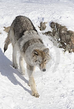 Timber Wolf or Grey Wolf Canis lupus isolated on white background walking in the winter snow in Canada