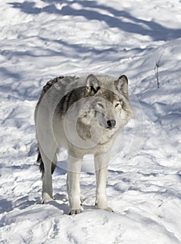 Timber Wolf or Grey Wolf Canis lupus isolated on white background walking in the winter snow in Canada
