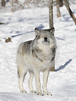 Timber Wolf or Grey Wolf Canis lupus isolated on white background walking in the winter snow in Canada