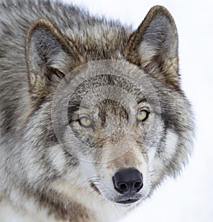 Timber wolf or Grey Wolf Canis lupus isolated on white background in the winter snow looking at camera in Canada