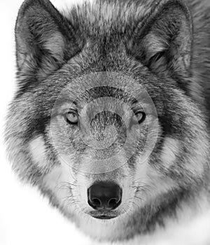 A Timber Wolf or Grey Wolf Canis lupus portrait in black and white isolated on white background close-up in winter in Canada