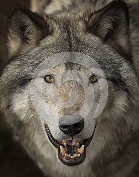 A timber Wolf or Grey Wolf Canis lupus portrait closeup in summer in Canada
