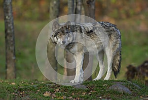 A timber Wolf or Grey Wolf Canis lupus portrait closeup in summer in Canada