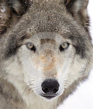 A Timber wolf or Grey Wolf Canis lupus portrait closeup in winter snow in Canada