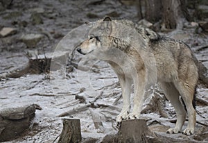 Timber wolf or Grey Wolf Canis lupus portrait standing on a tree stump in the winter snow in Canada