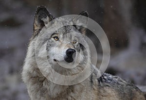 A Timber wolf or Grey Wolf Canis lupus portrait in the winter snow in Canada