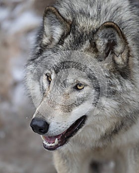 A Timber wolf or Grey Wolf Canis lupus portrait in the winter snow in Canada